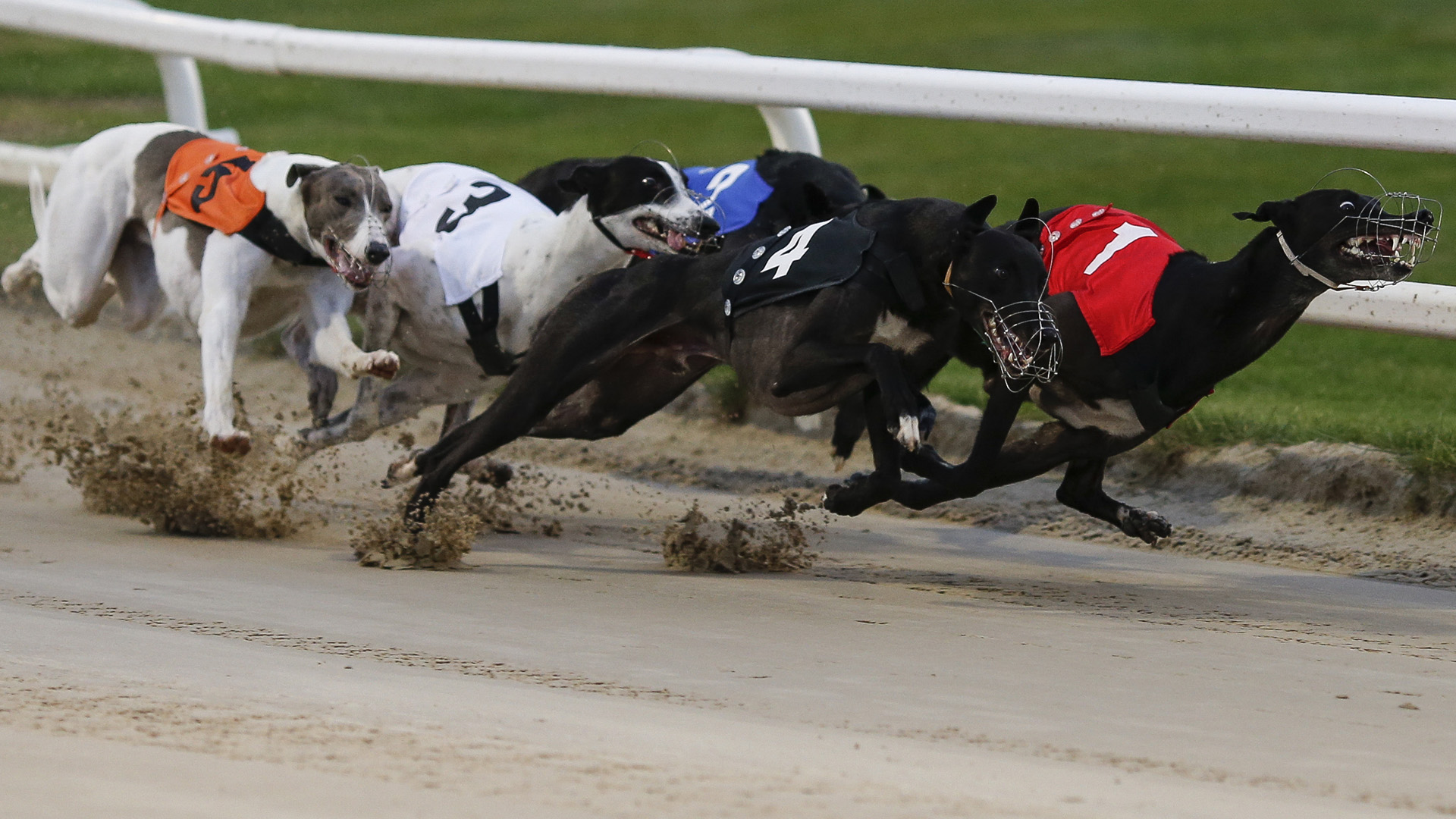 Odds e Estratégias em corridas de galgos