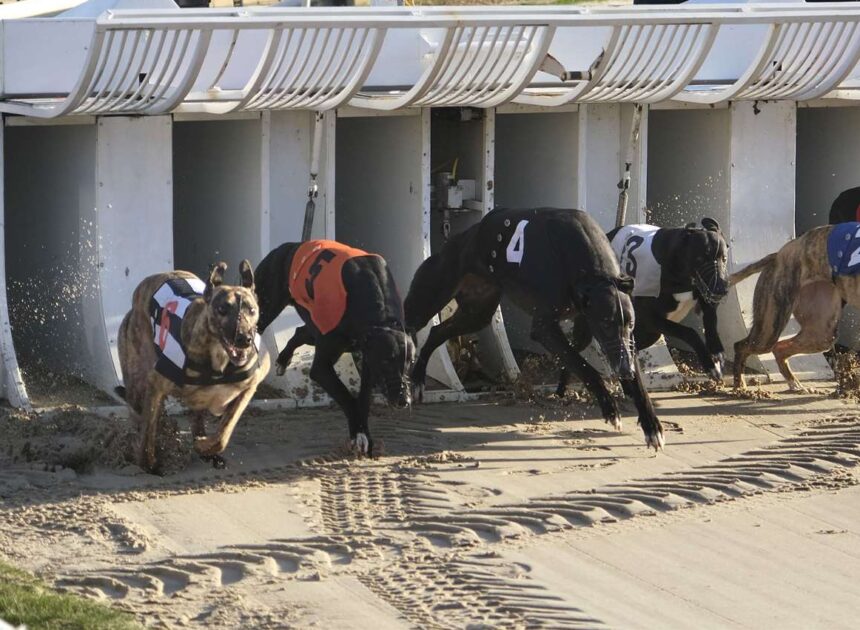 A Importância do Controle Emocional ao Apostar em Corridas de Galgos