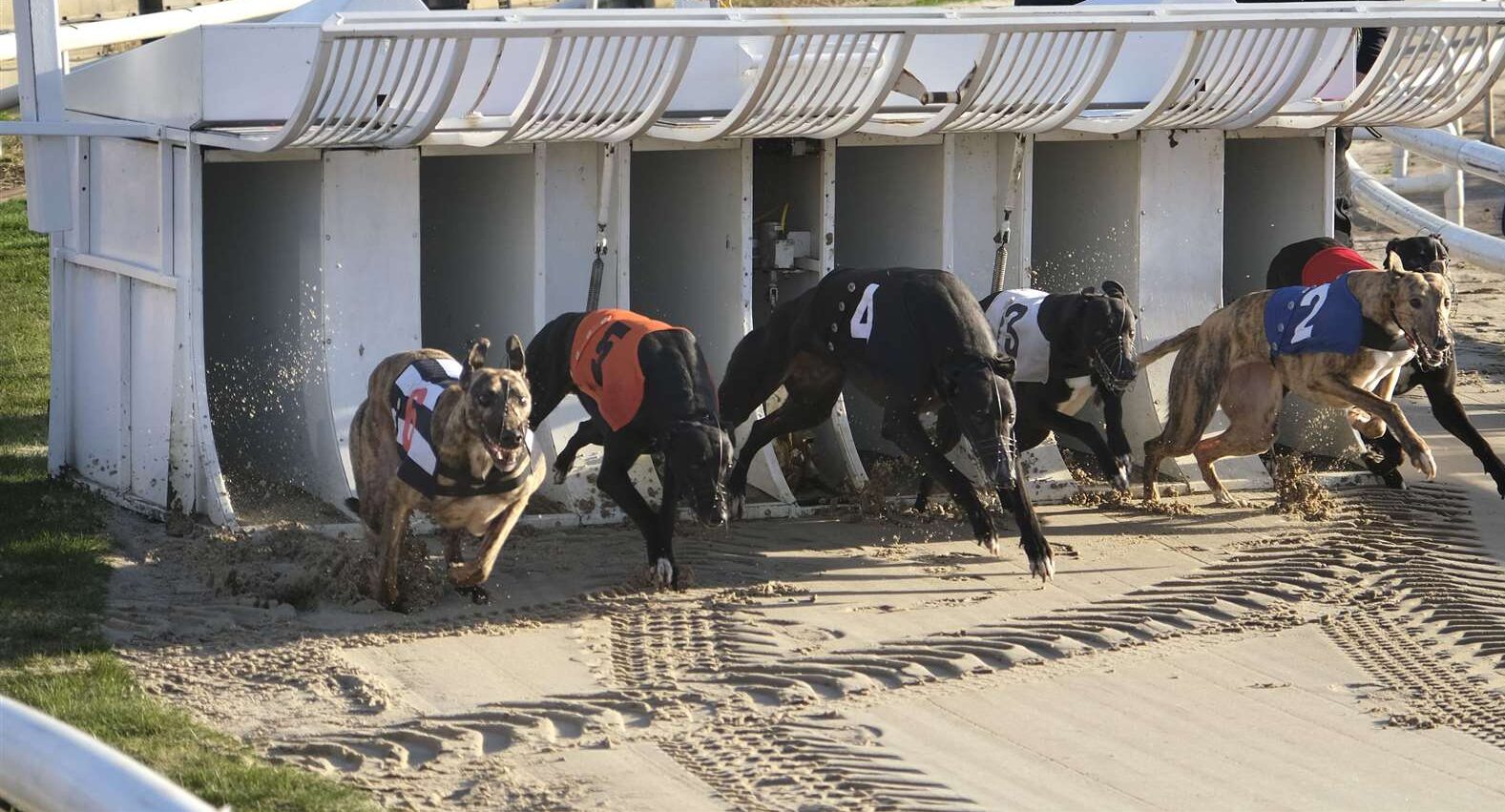 A Importância do Controle Emocional ao Apostar em Corridas de Galgos