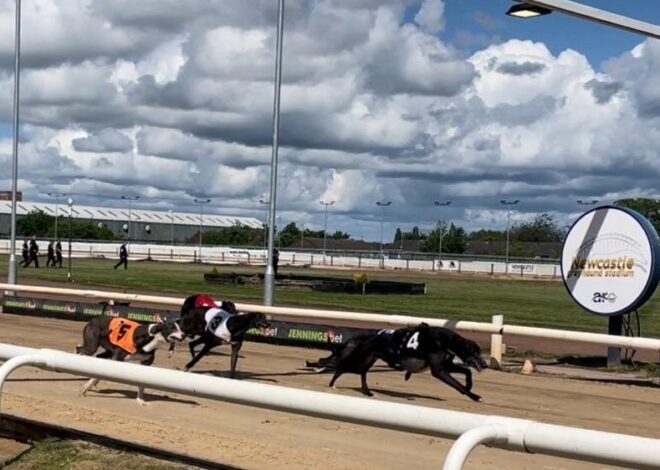 Dominando o “Back” em Corridas de Galgos: Estratégias e Dicas Essenciais