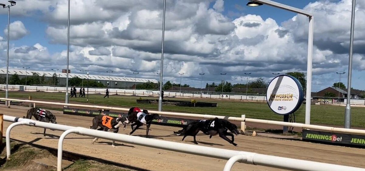 Dominando o “Back” em Corridas de Galgos: Estratégias e Dicas Essenciais