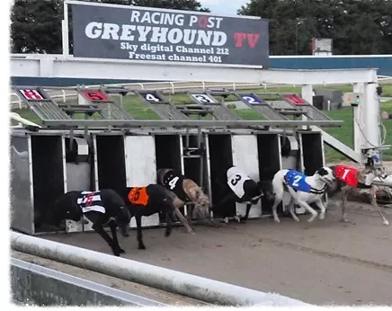 O Fascinante Universo das Corridas de Galgos: Descubra os Segredos Por Trás da Velocidade e da Emoção!