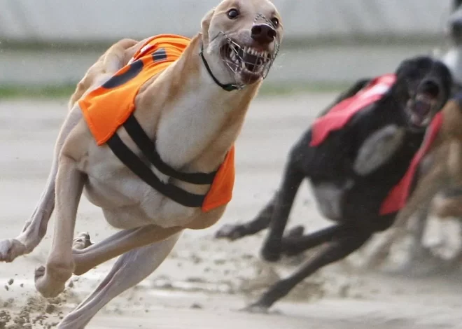 Common Mistakes to Avoid in Greyhound Racing