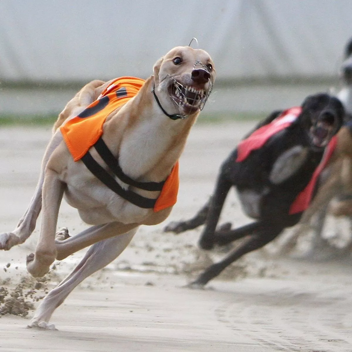 Common Mistakes to Avoid in Greyhound Racing