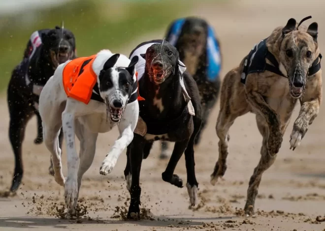 Die Vielfalt der Hunderennen-Wetten: Ein Leitfaden zu den verschiedenen Wettmöglichkeiten