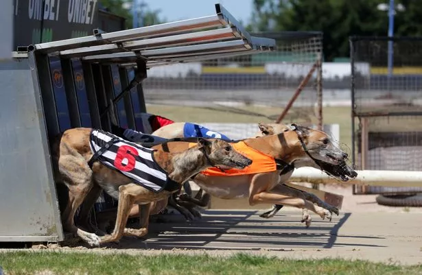 Corridas de Galgos: Velocidade e Resistência – Explorando os Dois Estilos