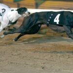 Desvendando os Mistérios das Corridas de Galgos em Crayford: Por que Tantas Colisões?