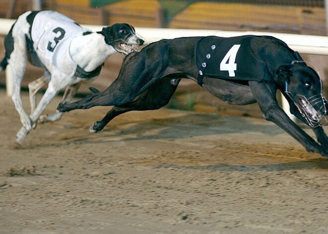 Desvendando os Mistérios das Corridas de Galgos em Crayford: Por que Tantas Colisões?