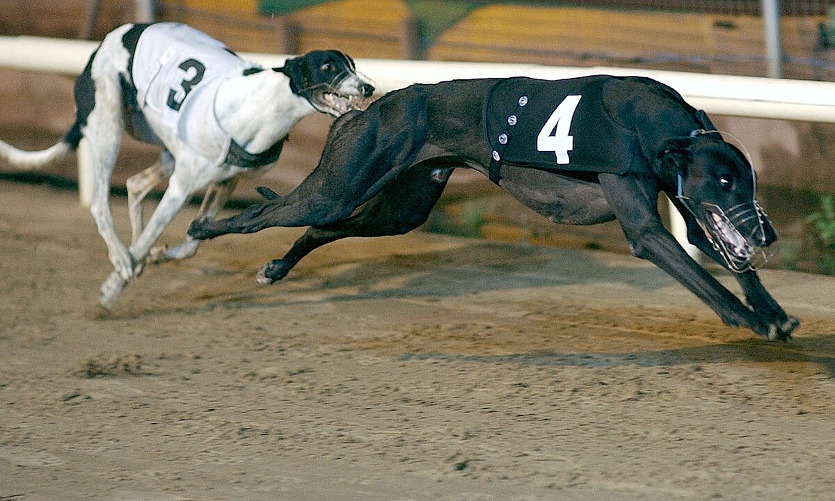 Desvendando os Mistérios das Corridas de Galgos em Crayford: Por que Tantas Colisões?