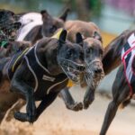 Descubra o Fascinante Mundo das Corridas de Galgos