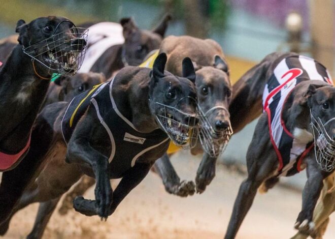 Descubra o Fascinante Mundo das Corridas de Galgos