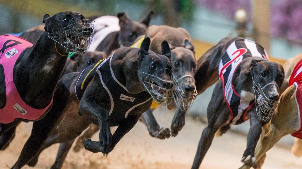 Descubra o Fascinante Mundo das Corridas de Galgos