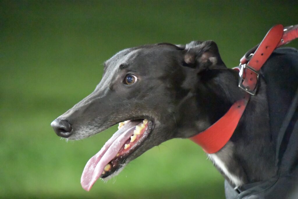 Demystifying the Biggest Myths about Greyhound Racing