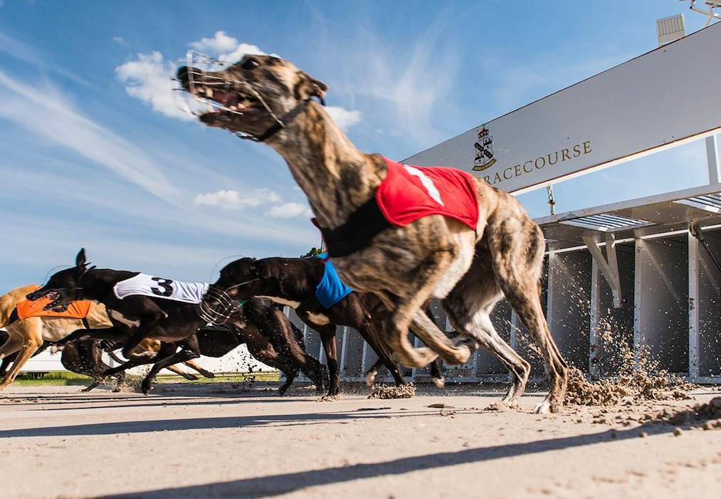 Como funciona o PostPick GUP para corridas de galgos