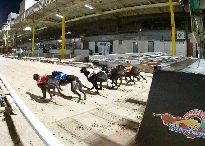 Categorias em Corridas de Galgos no Reino Unido