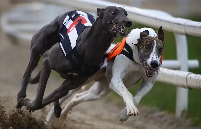 Erros Comuns a Evitar em Corridas de Galgos