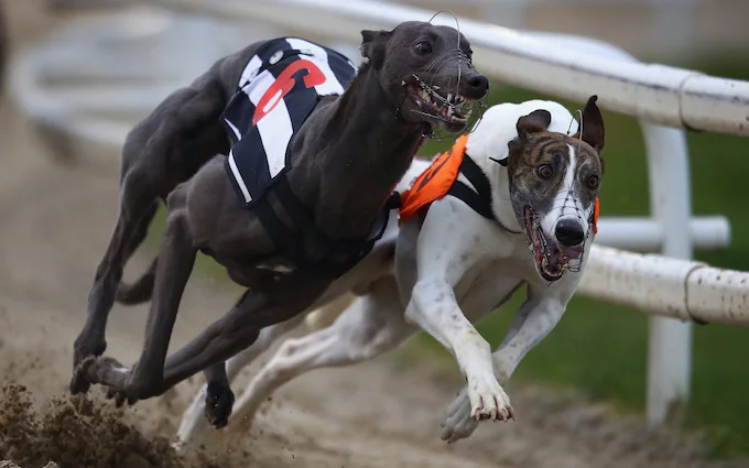 Common Mistakes to Avoid in Greyhound Racing