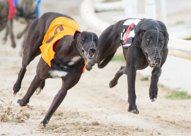 Descubra as Melhores Apostas para as Corridas de Galgos Hoje!