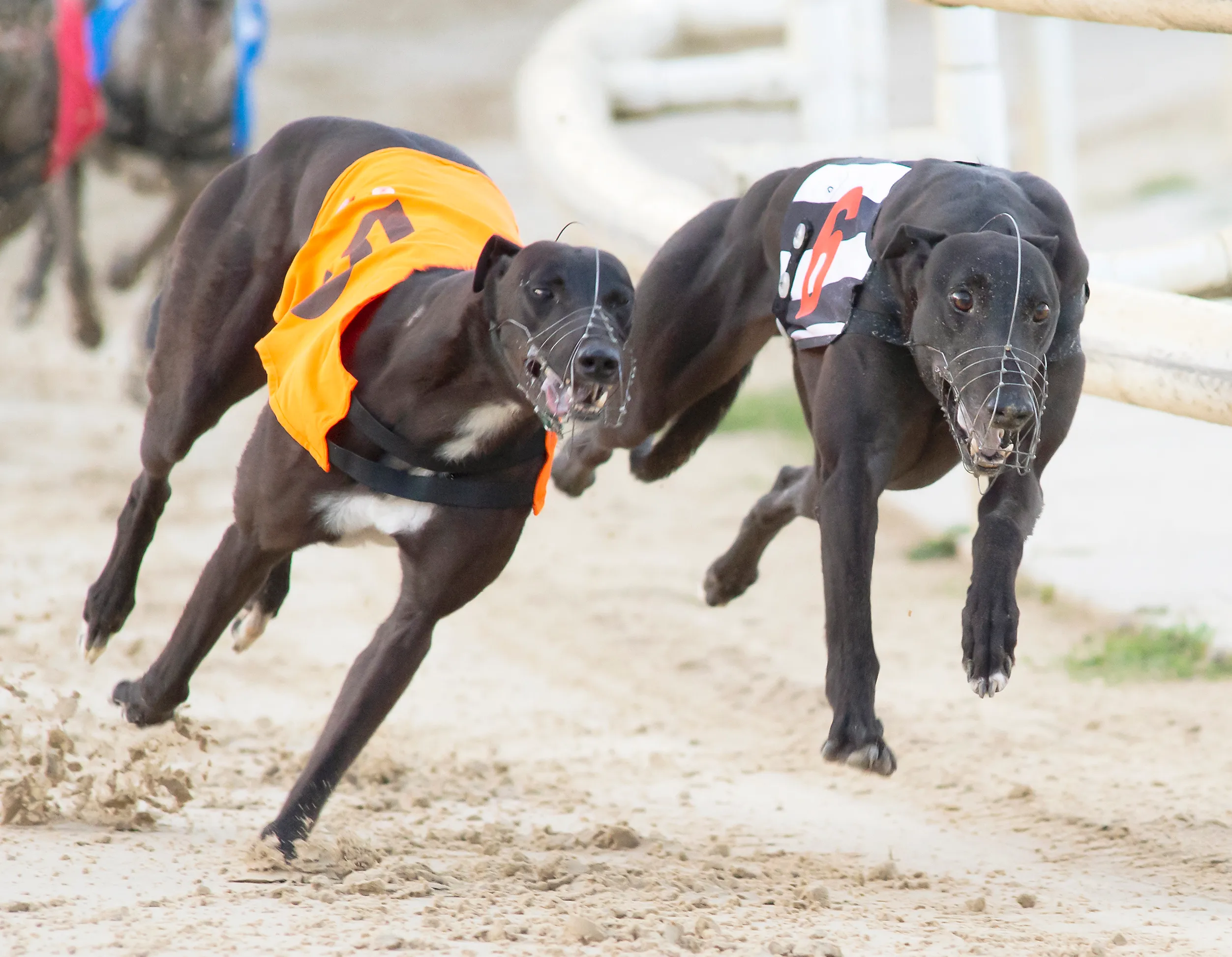 Apostas “Back Placed” em Corridas de Galgos