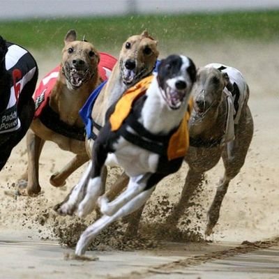 Estratégias Eficazes de Lay Placed em Corridas de Galgos