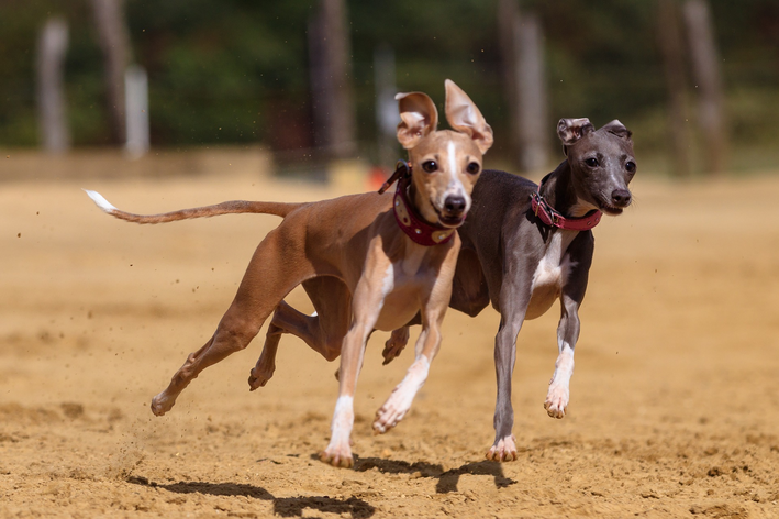 A Influência da Idade na Performance dos Galgos em Corridas