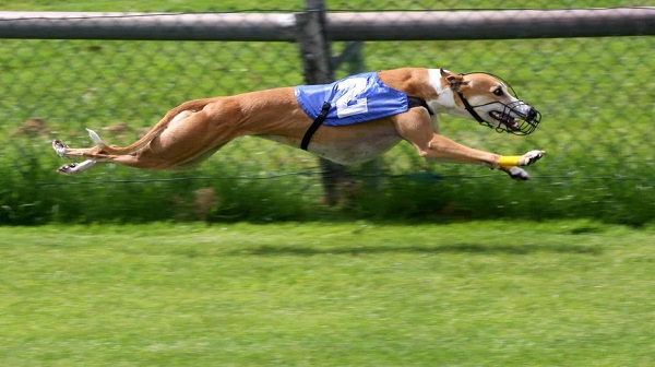 A Influência da Idade na Performance dos Galgos em Corridas