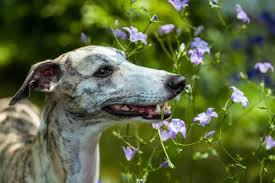 A Influência da Idade na Performance dos Galgos em Corridas