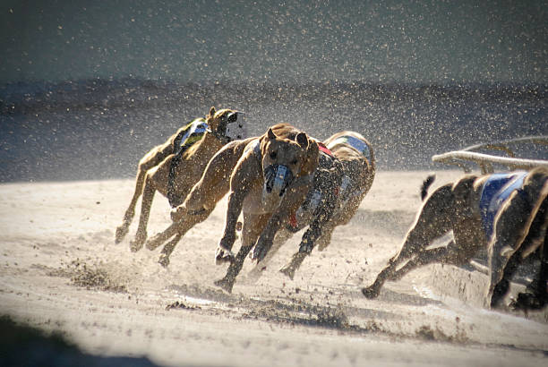 Explorando a Influência das Condições Climáticas nas Corridas de Galgos