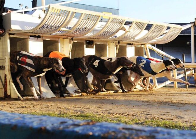 PerryBarr: Explorando as Possibilidades de Cada Trap para Corridas de Galgos