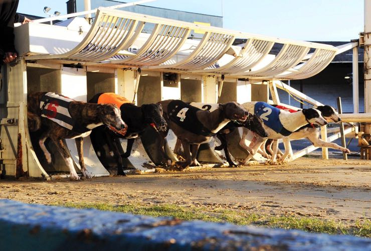 PerryBarr: Explorando as Possibilidades de Cada Trap para Corridas de Galgos