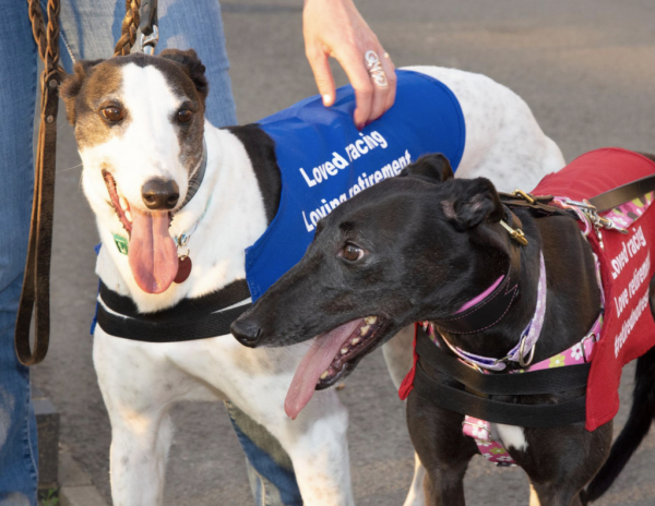 Como são selecionados os galgos para competir em corridas de galgos